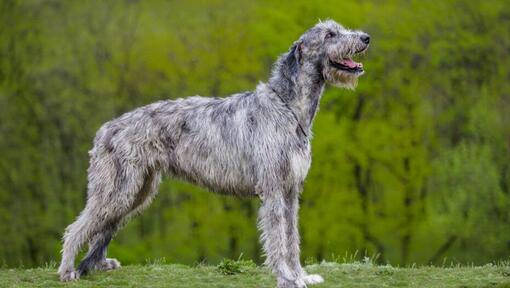 10 of the World s Biggest Dog Breeds Purina